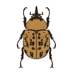 Eastern Hercules Beetle (Dynastes Tityus)