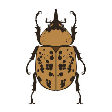Eastern Hercules Beetle (Dynastes Tityus)