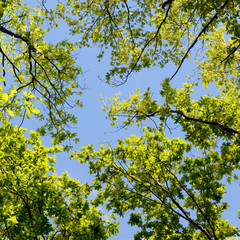 Obraz premium Beautiful Spring forest. Young green leaves of the oak trees against bright spring blue sky and sun rises.