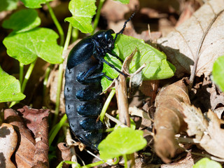 Oil Beetle - Meloe proscarabaeus