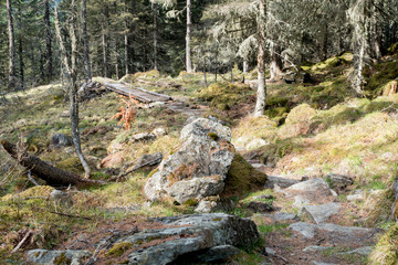 mit Baumflechten bewachsener tiefer Wald