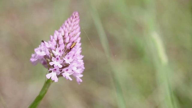 Chrysanthia nigricornis bugs on an Anacamptis pyramidalis (pyramidal pink orchid) wild flower in nature