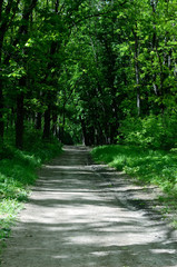 Beautiful Spring Deciduous forest. Dirty road among oak trees