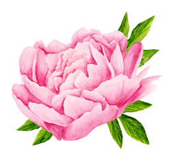 Peony flowers. Tender pink flowers. Wedding design. Watercolor illustration	
