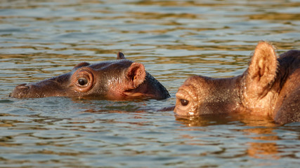 Hippo head in water stick out of river wet