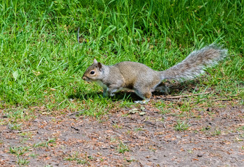 grey squirrel running