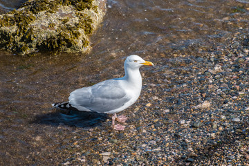 Seagull standing on rock