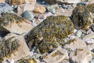 Seaweed on Rocks