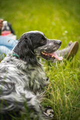 A dog, an english setter breed, sitting next to its owner in a tall beautiful grass on a gorgeous...
