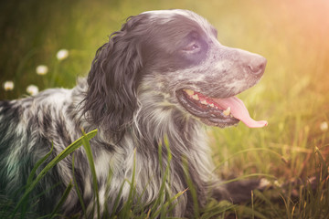 A dog, an english setter, sitting in a tall grass on a beautiful summer day, relaxed and peaceful