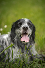 A dog, an english setter, sitting in a tall grass on a beautiful summer day, relaxed and peaceful