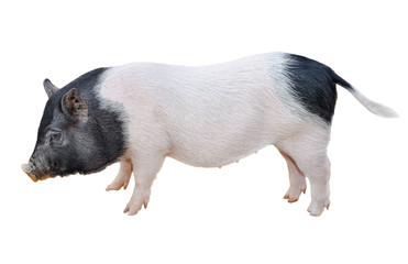 Funny spotted vietnamese piglet isolated on white. Pot-bellied young pig full length isolated on white background. Farm animals. © esvetleishaya