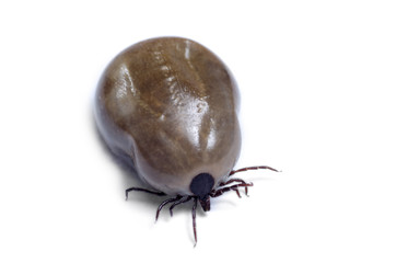 A blood-filled tick on a white background