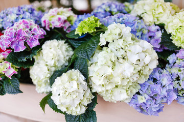 hydrangea flowers