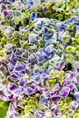 hydrangea flowers