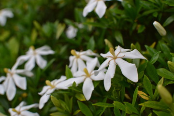 ６月に咲くクチナシ
