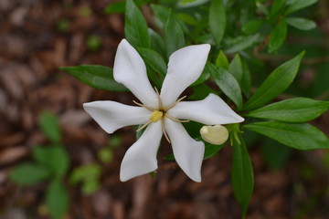 ６月に咲くクチナシ
