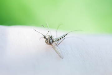 dead mosquito	