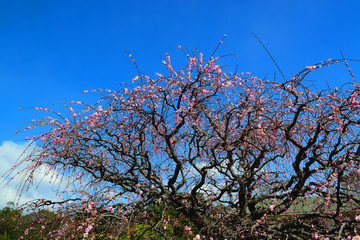 南立石公園の梅