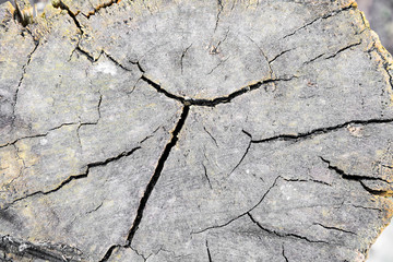 Cut dried wood with a large crack