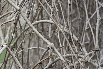 dry vine of wild grapes on gray blurred background