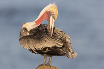 Brown Pelican Preening