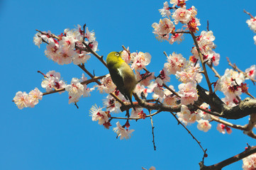 南立石公園の梅
