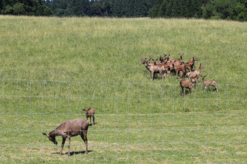Herde Rotwild im Gehege