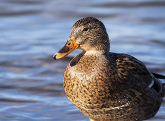 Duck portrait closeup - hunting concept