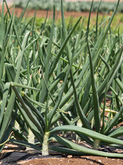 Obraz premium タマネギ畑 