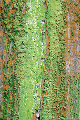 wooden plank with decayed paint texture