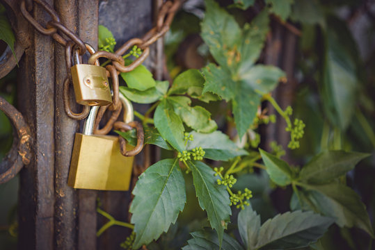Two golden padlocks on a rusty chain guarding the entrance through an aged gate, closeup image