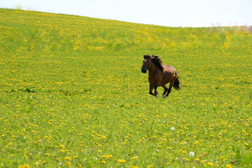 don´t stop me now, brown horse running fast over blooming pasture