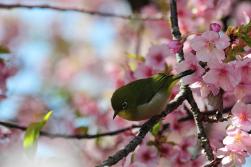 豊前の河津桜