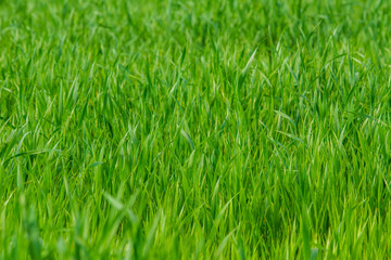 Fresh spring grass on the field - background
