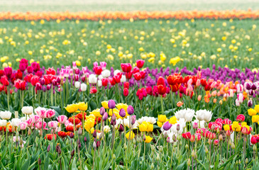 Tulips on the field