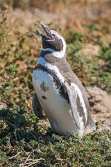 Magellanic penguin at the nest, Punta Tombo, Patagonia