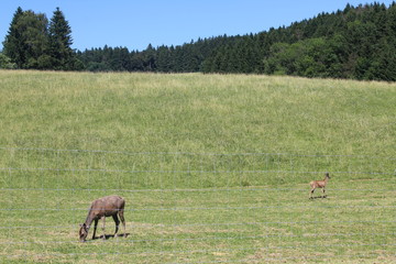 Rotwild im Gehege