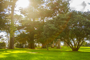 Fototapeta na wymiar trees in a park, auckland, new zealand