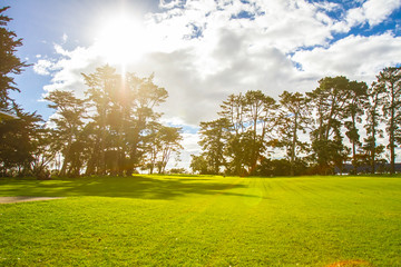 trees in a park, auckland, new zealand