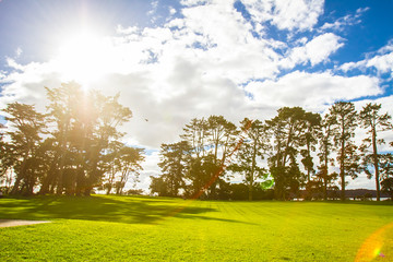 trees in a park, auckland, new zealand