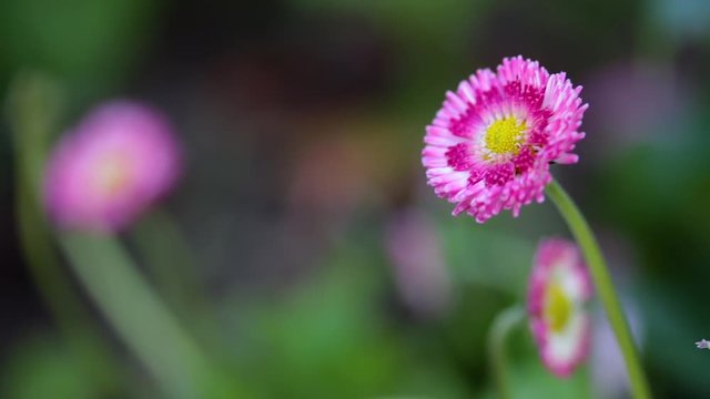 Flor Rosa 
