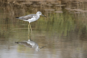 Ave Archibebe claro (Ardeola ralloides) posado en una laguna con bonitos reflejos