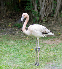 Flamants roses