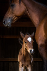 Momma and Baby Horse - obrazy, fototapety, plakaty