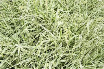 Green grass. natural background texture. Fresh spring green grass.

