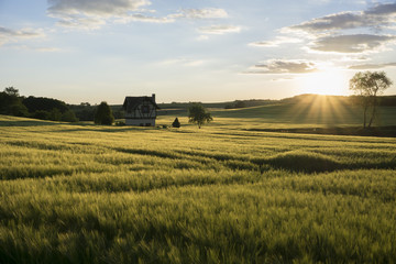 Fototapeta premium Das Feld