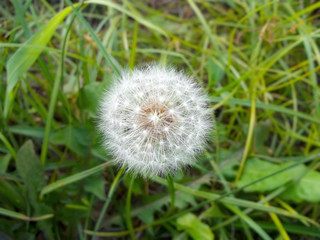 Dandelion