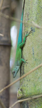 L&eacute;zard vert, zandoli
