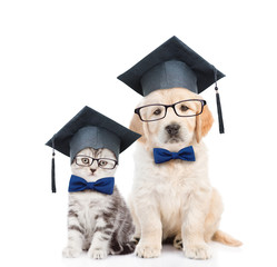 Kitten and Golden retriever puppy with black graduation hats and eyeglasses sitting together. isolated on white background